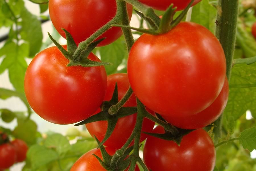 Como plantar Tomate